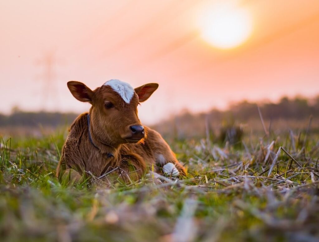 Freeze_Dried_Beef_Organ_Supplements