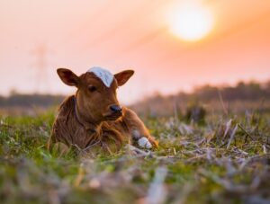 Freeze_Dried_Beef_Organ_Supplements