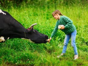 Freeze_Dried_Beef_Organ_Supplements