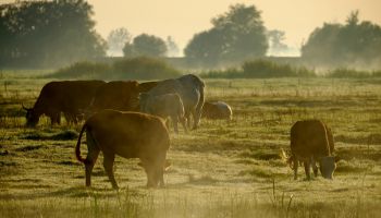 where_does_bovine_collagen_come_from