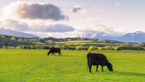Grass Fed Beef Kidney Supplements